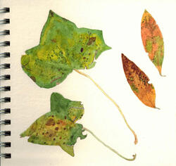 Watercolours botanical 14