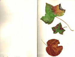 Watercolours botanical 15