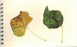 Watercolours botanical 16