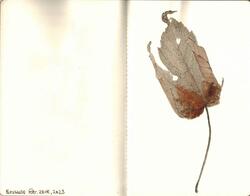 Watercolours botanical 17