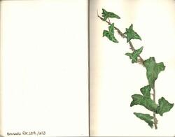 Watercolours botanical 18