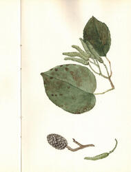 Watercolours botanical 19