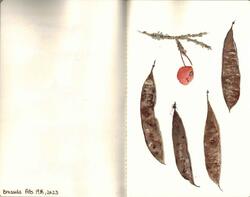 Watercolours botanical 2