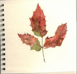 Watercolours botanical 3