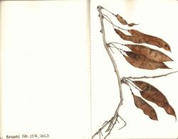 Watercolours botanical 6