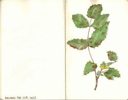 Watercolours botanical 7