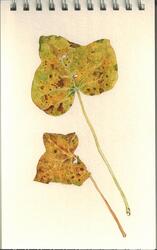 Watercolours botanical 8